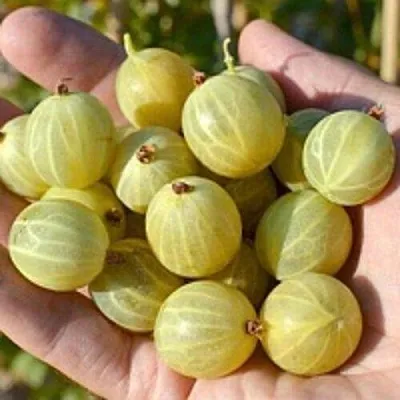 Крыжовник БЕРИЛЛ  Крыжовник БЕРИЛЛ в Перми