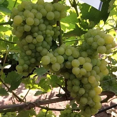 Виноград КИШМИШ 311  Виноград КИШМИШ 311 в Перми