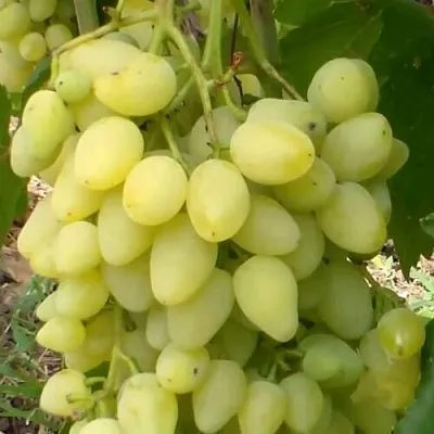 Виноград ЗАРНИЦА  Виноград ЗАРНИЦА в Перми