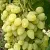 Виноград ЗАРНИЦА в Перми