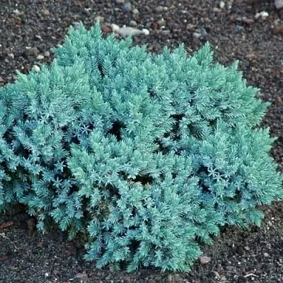 Можжевельник БЛЮ СТАР чешуйчатый в Перми