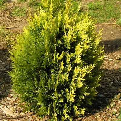 Туя КОППЕР ГОЛД западная в Перми