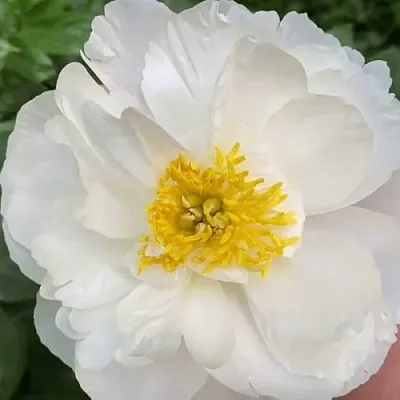 Пион ДУБЛИН травянистый  Пион ДУБЛИН травянистый в Перми