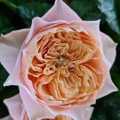 Саженцы роз ВУВУЗЕЛА РОМАНТИК чайно-гибридная  Саженцы роз ВУВУЗЕЛА РОМАНТИК чайно-гибридная в Перми