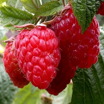 Малина КВЕЛЛИ  Малина КВЕЛЛИ в Перми