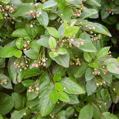 Кизильник блестящий в Перми