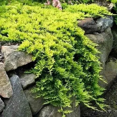 Можжевельник ГОЛДЕН КАРПЕТ горизонтальный  Можжевельник ГОЛДЕН КАРПЕТ горизонтальный в Перми