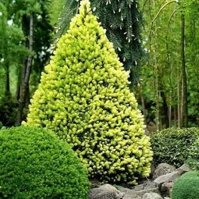 Ель РЕЙНБОУЗ ЭНД сизая  Ель РЕЙНБОУЗ ЭНД сизая в Перми