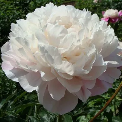 Пион ВОГ травянистый  Пион ВОГ травянистый в Перми