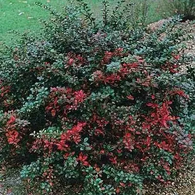 Барбарис РЕД ДЖЕВЕЛ средний   Барбарис РЕД ДЖЕВЕЛ средний  в Перми