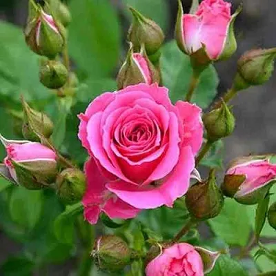 Саженцы роз ЛАВЛИ ЛИДИЯ спрей  Саженцы роз ЛАВЛИ ЛИДИЯ спрей в Перми