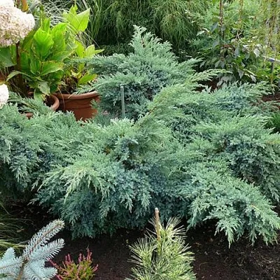 Можжевельник БЛЮ ШВЕД (СВИД) чешуйчатый в Перми