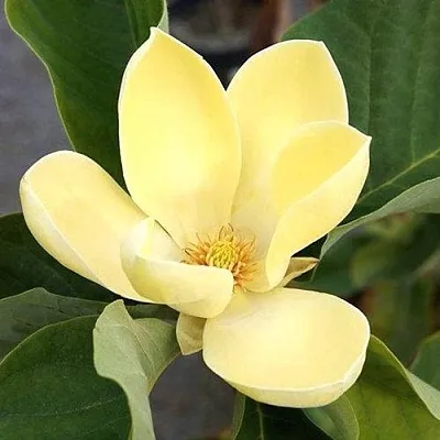 Магнолия ЕЛЛОУ ЛАНТЕРН  Магнолия ЕЛЛОУ ЛАНТЕРН в Перми