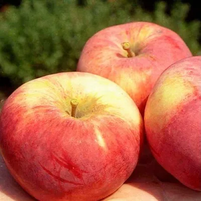 Яблоня ОРЛОВИМ  Яблоня ОРЛОВИМ в Перми