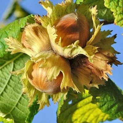 Фундук ТОНДА РОМАНА в Перми