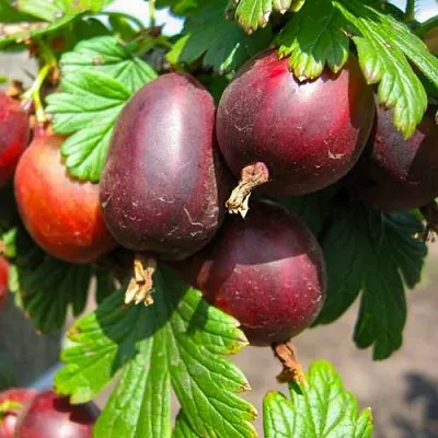 Крыжовник ЧЕРНОСЛИВОВЫЙ  Крыжовник ЧЕРНОСЛИВОВЫЙ в Перми