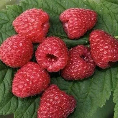 Малина ЗЮГАНА  Малина ЗЮГАНА в Перми