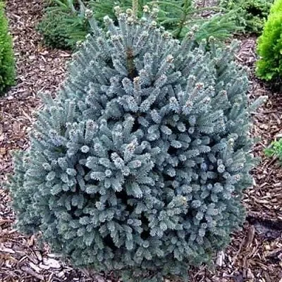 Ель НАНА сизая  Ель НАНА сизая в Перми