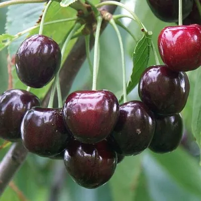 Черешня ЛЮБИМИЦА АСТАХОВА  Черешня ЛЮБИМИЦА АСТАХОВА в Перми