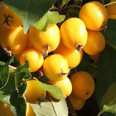 Яблоня ГОЛДЕН ХОРНЕТ декоративная  Яблоня ГОЛДЕН ХОРНЕТ декоративная в Перми