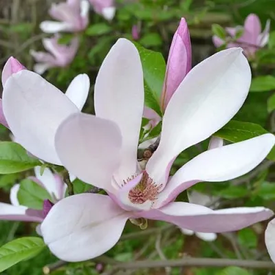 Магнолия ДЖОРДЖ ГЕНРИ КЕРН  Магнолия ДЖОРДЖ ГЕНРИ КЕРН в Перми