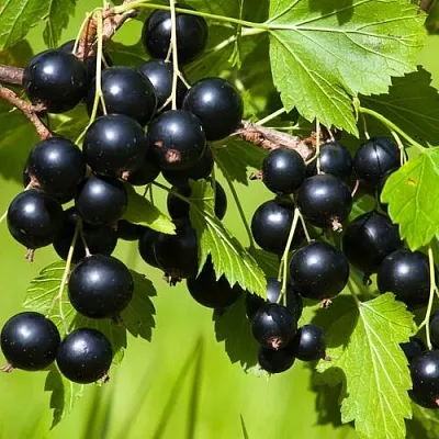 Смородина чёрная БЕЛОРУССКАЯ СЛАДКАЯ в Перми