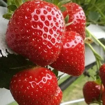 Клубника АРГЕНТЕРА  Клубника АРГЕНТЕРА в Перми