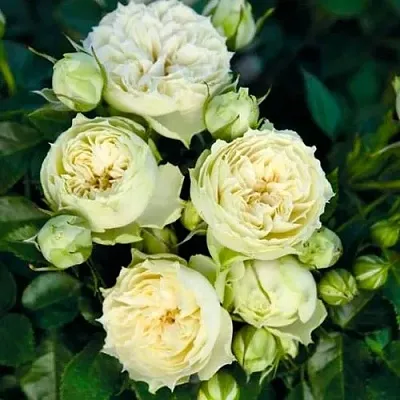 Саженцы роз БЛАНШЕТТ спрей  Саженцы роз БЛАНШЕТТ спрей в Перми