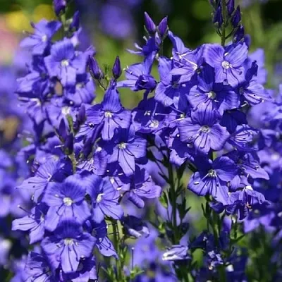 Вероника австрийская в Перми