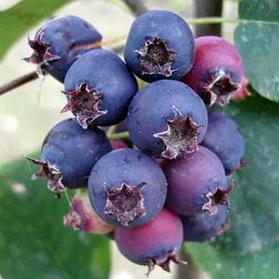 Ирга SLEYT  Ирга SLEYT в Перми