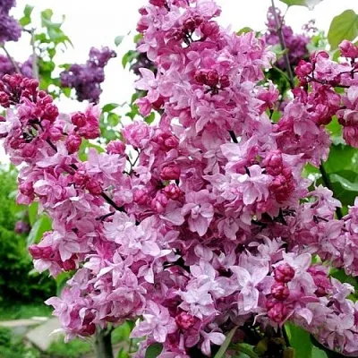 Сирень ОЛИМПИАДА КОЛЕСНИКОВА  Сирень ОЛИМПИАДА КОЛЕСНИКОВА в Перми