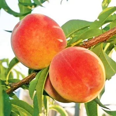 Персик ОНТАРИО  Персик ОНТАРИО в Перми