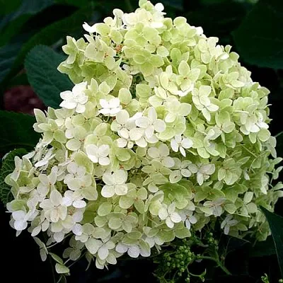 Гортензия СТЕРИЛИС древовидная  в Перми