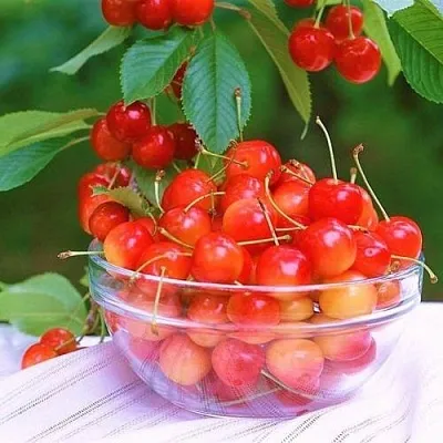 Черешня НАСЛАЖДЕНИЕ  Черешня НАСЛАЖДЕНИЕ в Перми