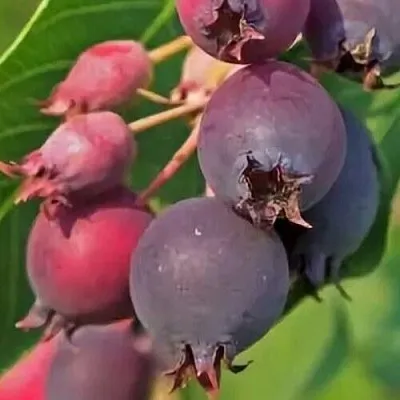 Ирга MANDAN  Ирга MANDAN в Перми