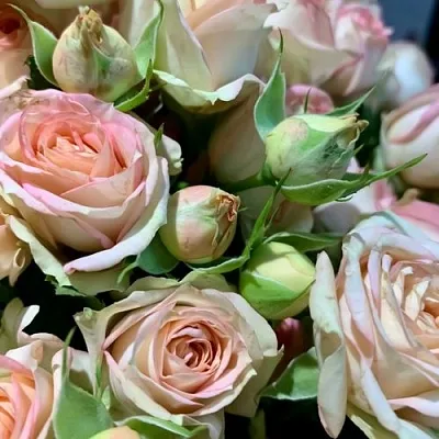 Саженцы роз АЗОРЕ спрей  Саженцы роз АЗОРЕ спрей в Перми