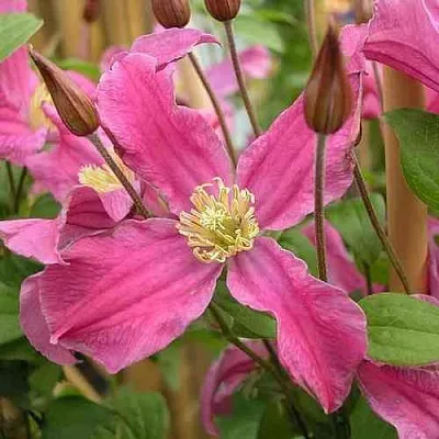 Клематис ИНСПИРЕЙШН ЗОЙН  Клематис ИНСПИРЕЙШН ЗОЙН в Перми