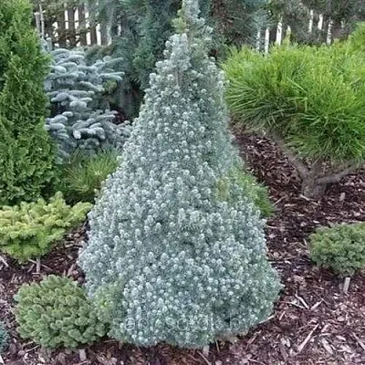 Ель САНДЕРС БЛЮ канадская  Ель САНДЕРС БЛЮ канадская в Перми