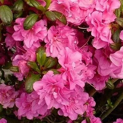 Азалия ПЕТТИКОУТ японская  Азалия ПЕТТИКОУТ японская в Перми