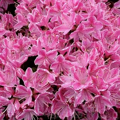 Азалия КЕРМЕСИНА РОУЗ японская  Азалия КЕРМЕСИНА РОУЗ японская в Перми