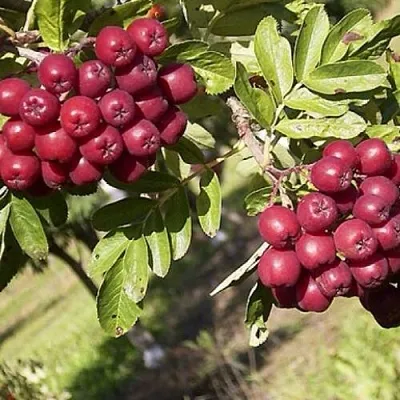 Рябина БУРКА сладкоплодная  Рябина БУРКА сладкоплодная в Перми