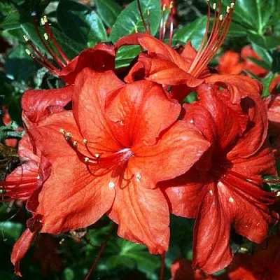 Азалия ДОЛОРОСО листопадная  Азалия ДОЛОРОСО листопадная в Перми