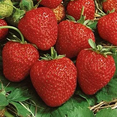 Клубника КОРОНА  Клубника КОРОНА в Перми