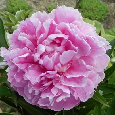 Пион РИМ травянистый  Пион РИМ травянистый в Перми