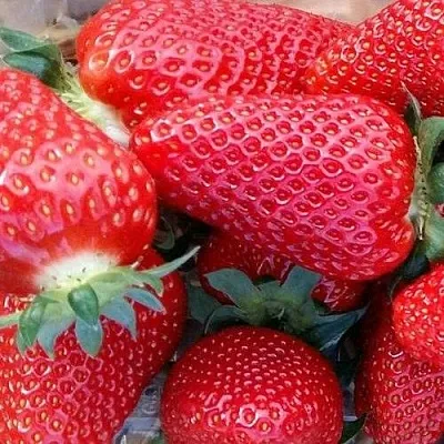 Клубника АМИ  Клубника АМИ в Перми