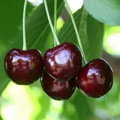 Черешня ЛЕНИНГРАДСКАЯ ЧЁРНАЯ  Черешня ЛЕНИНГРАДСКАЯ ЧЁРНАЯ в Перми