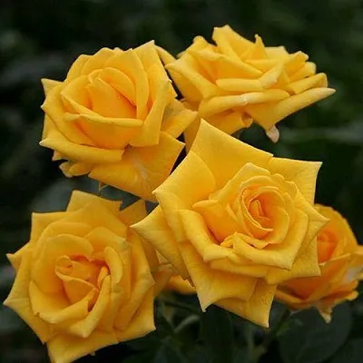 Саженцы роз ШАНИ спрей  Саженцы роз ШАНИ спрей в Перми