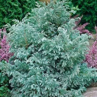 Кипарисовик БУЛЕВАРД горохоплодный  Кипарисовик БУЛЕВАРД горохоплодный в Перми