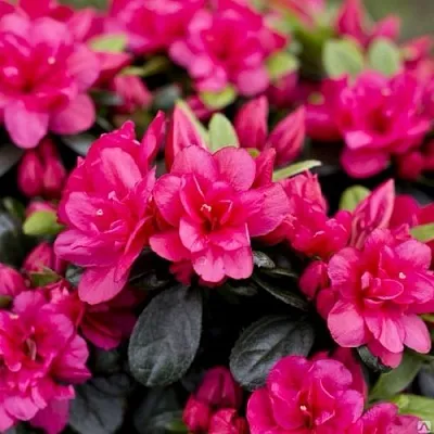 Азалия КАНЗОНЕТТА японская  Азалия КАНЗОНЕТТА японская в Перми