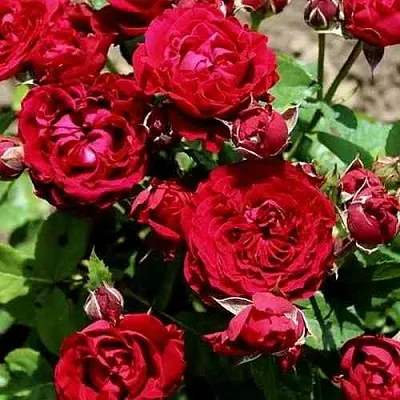 Саженцы роз ТАМАНГО спрей  Саженцы роз ТАМАНГО спрей в Перми